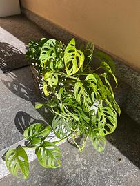 Pianta da interno - Monstera Adansonii