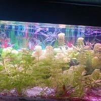 Acquari caridinai caridine potature piante muschio