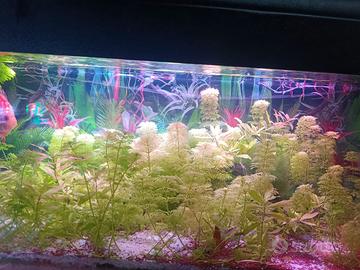 Acquari caridinai caridine potature piante muschio