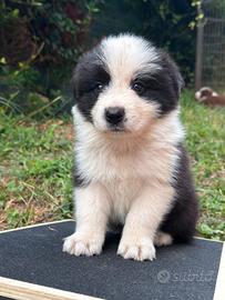 Border collie femmine