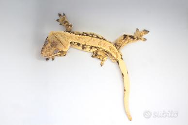 Geco Crestato/Ciliatus