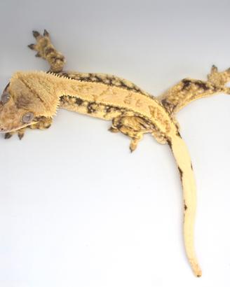 Geco Crestato/Ciliatus