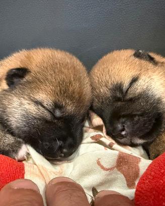 Shiba inu