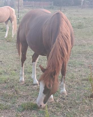 cavalla Paint 