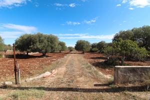 Terreno edificabile c.da Galeasi Grottaglie