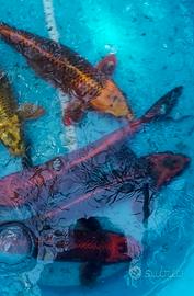 Carpe koi giapponesi