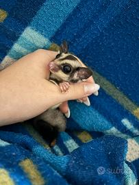 Petauro dello zucchero maschio con gabbia