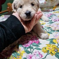 Cuccioli di golden retriever