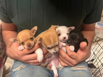 Cuccioli di chihuahua