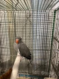 Novello parrocchetto dal collare 45gg