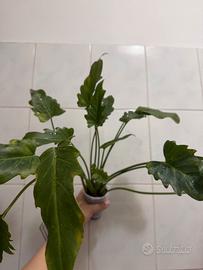 Philodendron Xanadu - Lotto o talee singole