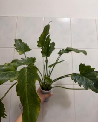 Philodendron Xanadu - Lotto o talee singole