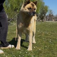 Akita Americano maschio