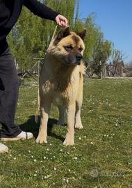 Akita Americano maschio