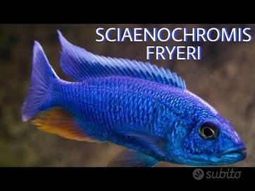 Ciclidi Malawi Pesci Sciaenochromis Fryeri
