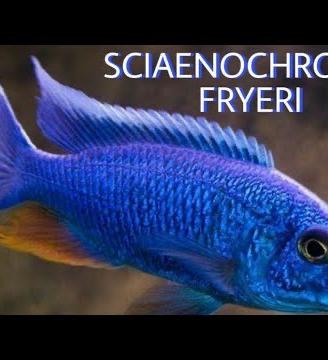 Ciclidi Malawi Pesci Sciaenochromis Fryeri