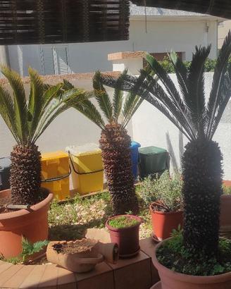 Piante di cicas