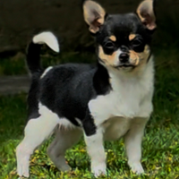 Chihuahua