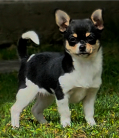 Chihuahua