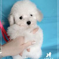 Barboncino nano toy piccolo