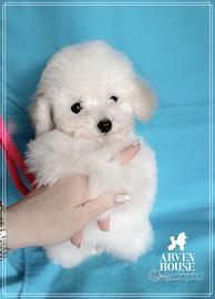 Barboncino nano toy piccolo