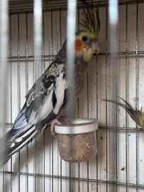 Calopsite Pappagalli