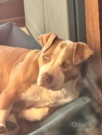 Cuccioli di' pitbull