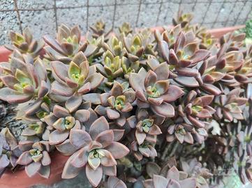 pianta grassa sedum bronze