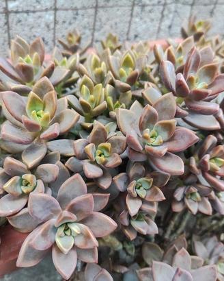pianta grassa sedum bronze