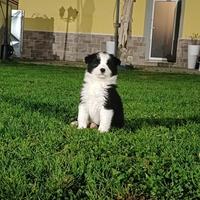 Cucciola di border femmina