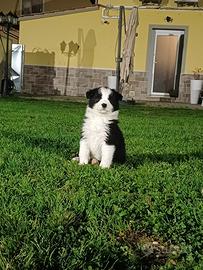 Cucciola di border femmina