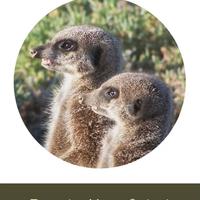 Tappetino mouse suricati