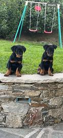 Cuccioli di Beauceron