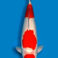 Carpa Koi Kohaku Nisai Maschio 63cm ExpoKoi