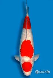 Carpa Koi Kohaku Nisai Maschio 63cm ExpoKoi