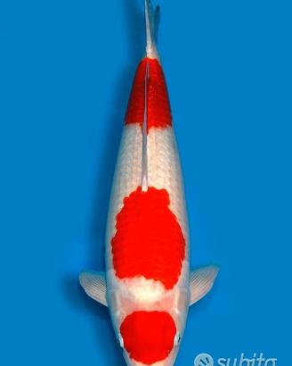 Carpa Koi Kohaku Nisai Maschio 63cm ExpoKoi