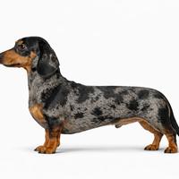 Bassotto Kaninchen Arlecchino Accoppiamento