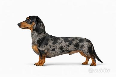 Bassotto Kaninchen Arlecchino Accoppiamento