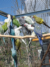 Parrocchetti dal collare