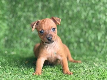 Pinscher