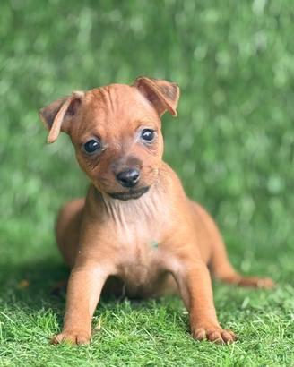 Pinscher
