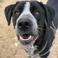 KATY, cucciolona SUPER SIMPATICA