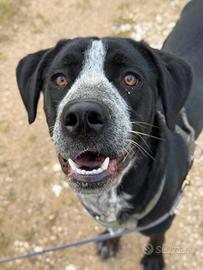 KATY, cucciolona SUPER SIMPATICA