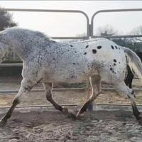 Castrone appaloosa