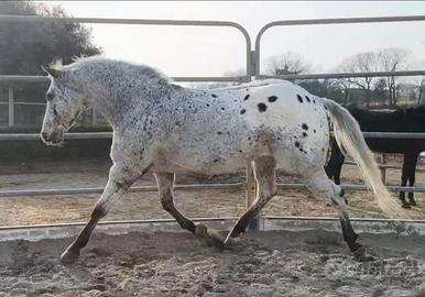 Castrone appaloosa