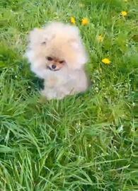 Spitz di Pomerania (volpino)