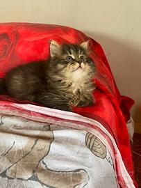 Cuccioli di gatto siberiano ipoallergenico
