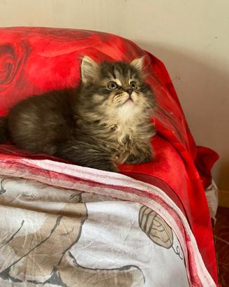 Cuccioli di gatto siberiano ipoallergenico