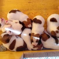 Cuccioli di Jack russell terrier