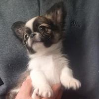 Cucciolo Chihuahua pelo lungo